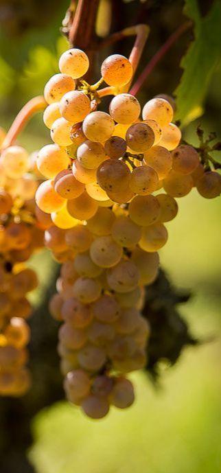 Close-up of a bunch of ripe white grapes.